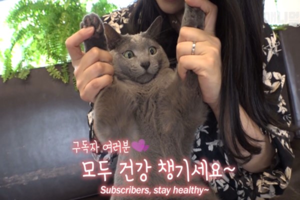 韓國中醫診所貓咪愛健康　戒零食愛補品超懂養生之道！
