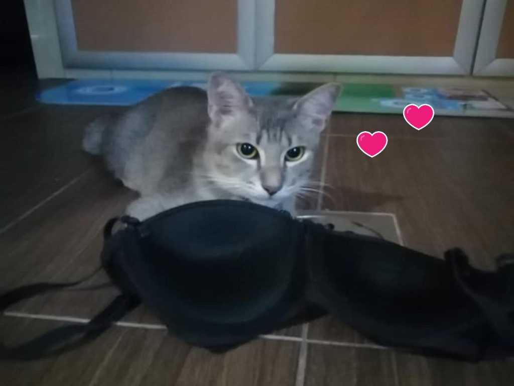 馬來西亞在封城之際竟然出現內衣大盜（圖／網友Katty Ong授權提供）