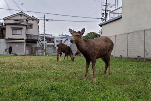 居民因新冠肺炎在家防疫　空蕩街道出現動物散步奇景