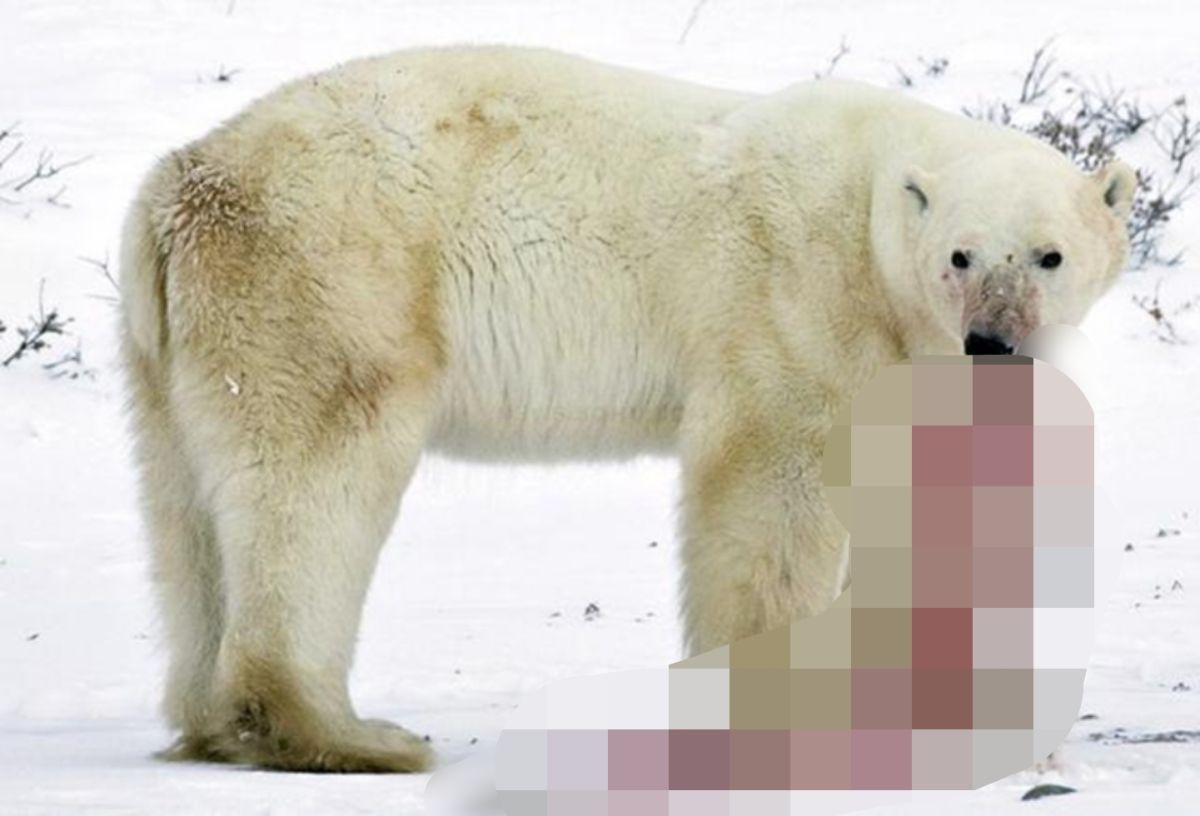 ▲北極熊因暖化導致覓食困難，出現熊媽媽吃熊寶寶的悲劇。（圖／翻攝livescience.com）