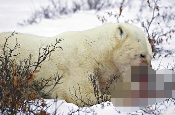 <br> ▲因覓食不易，北極熊同類相殘的情況增加。（圖／翻攝livescience.com）