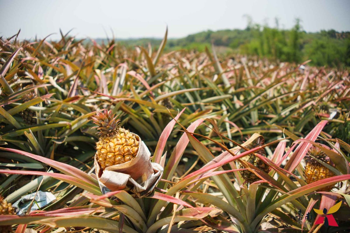 ▲農業局啟動鳳梨產銷因應措施並備妥具體計畫，全力維護台南鳳梨產銷穩定。（圖／記者陳聖璋翻攝）