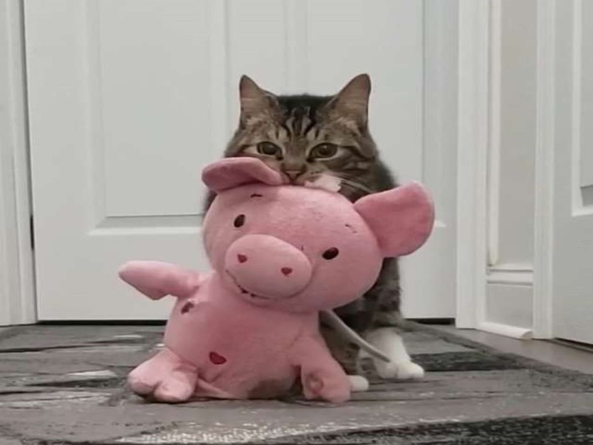 虎斑貓迪亞哥非常珍愛牠的小豬玩偶（圖／The Dodo）