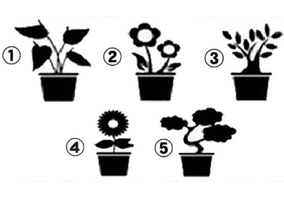 ▲憑感覺選一個盆栽，秒解你的「 5 大潛在個性」。（圖／翻攝自美日誌）