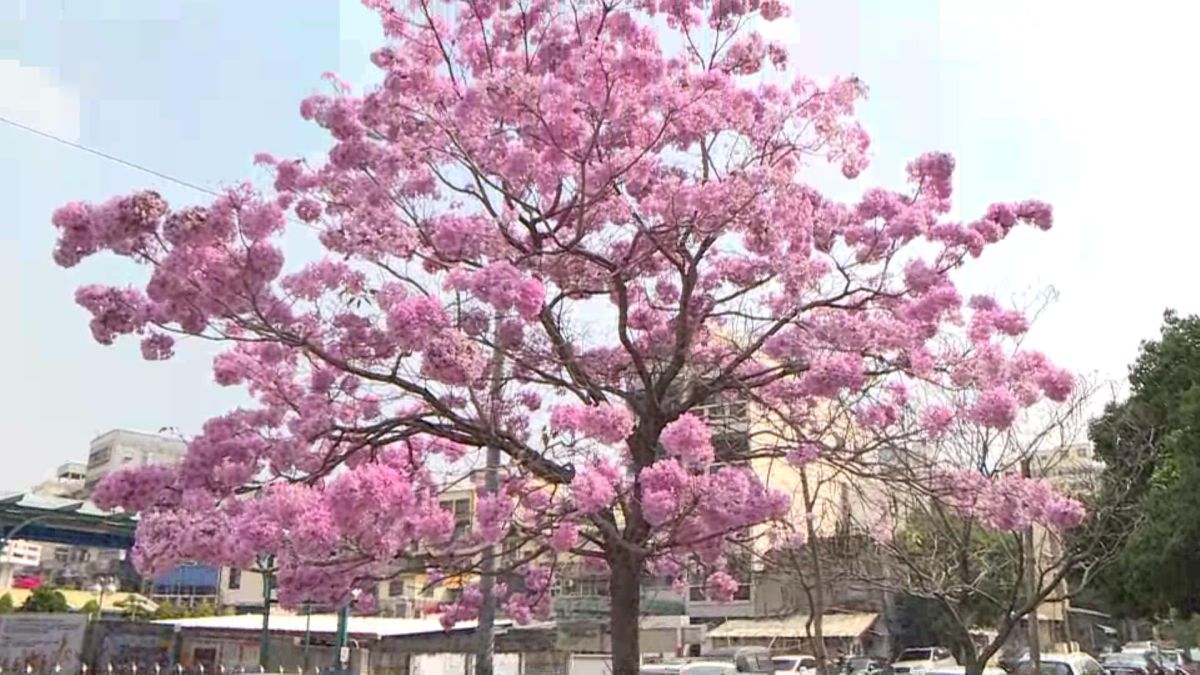 ▲南郭國小側門這棵洋紅風鈴木更是特別紅，有人認為是因為顏色特別柔美，撐起傘花又特別美。（圖／記者陳雅芳攝，2020.03.03）