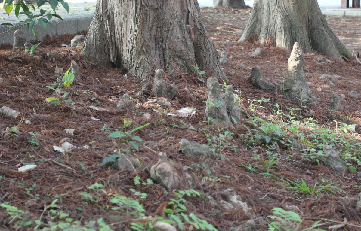▲古坑綠隧公園落羽松氣生根具有絆腳的潛在危險。（圖／記者簡勇鵬攝，2020.03.05）