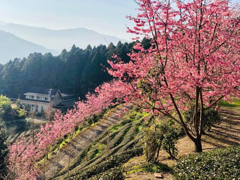 山上人家園方於2月22日公布櫻花季正式開跑。（圖翻攝自山上人家森林農場臉書）