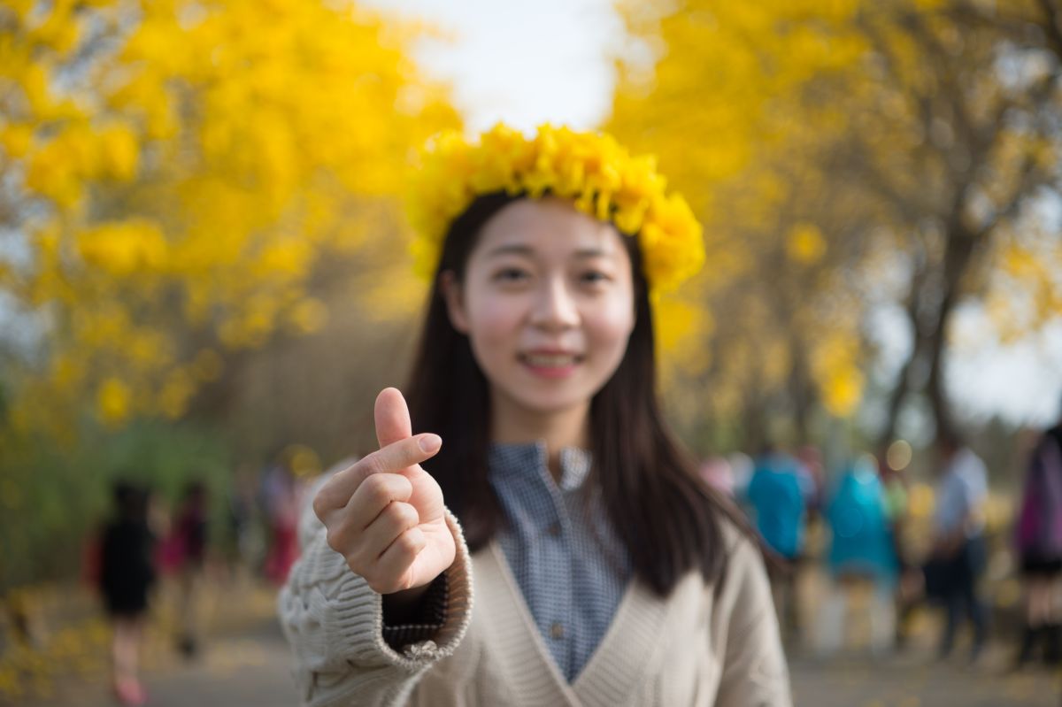 ▲嘉義巿軍輝橋堤防的整排「黃花風鈴木」，目前盛開壯觀，拍個美照宛如花仙子。（圖/嘉巿府提供，2020.03.06）