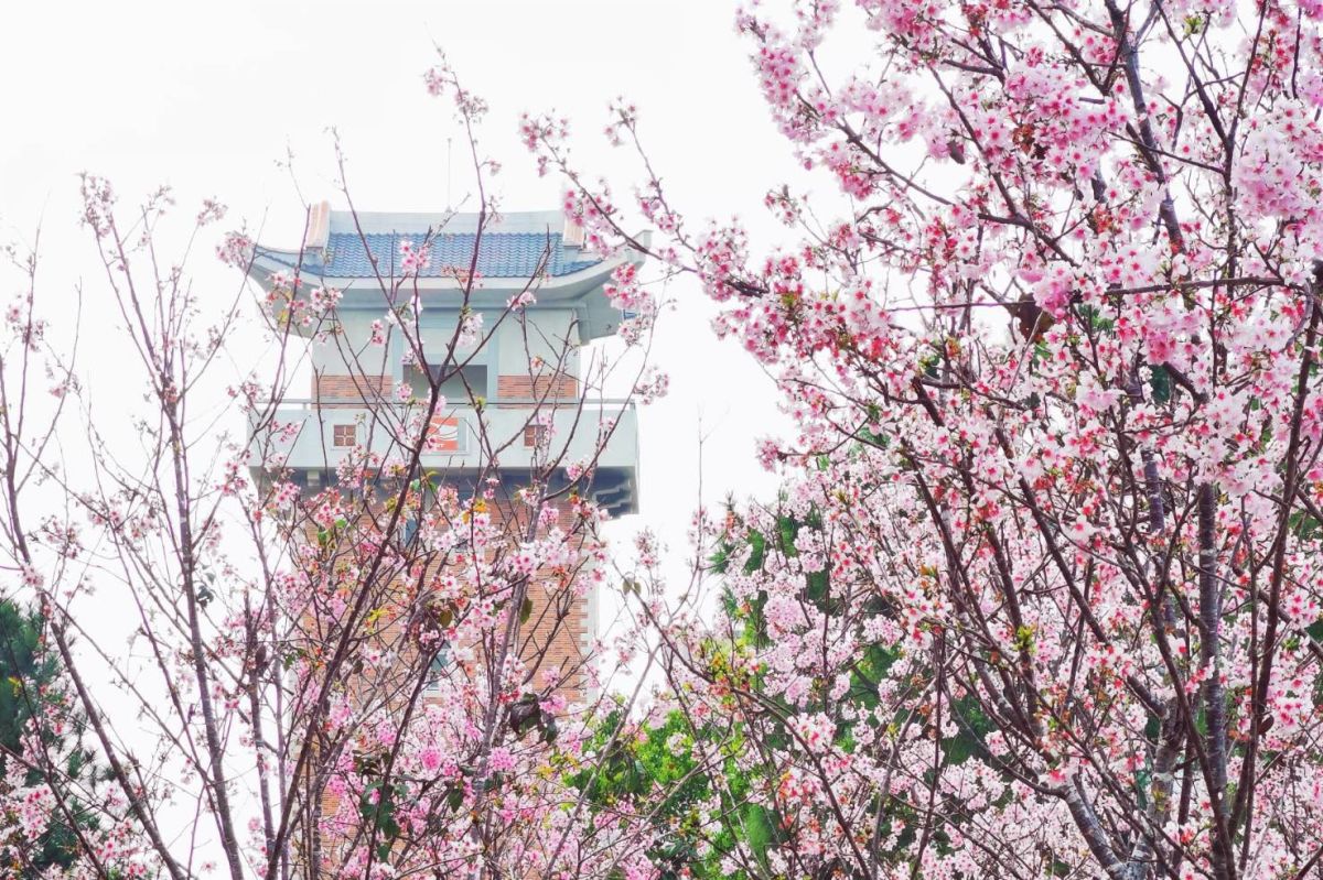 ▲金大歡迎鄉親、遊客來校園賞花打卡。（圖／蔡若喬攝, 2020.03.09）