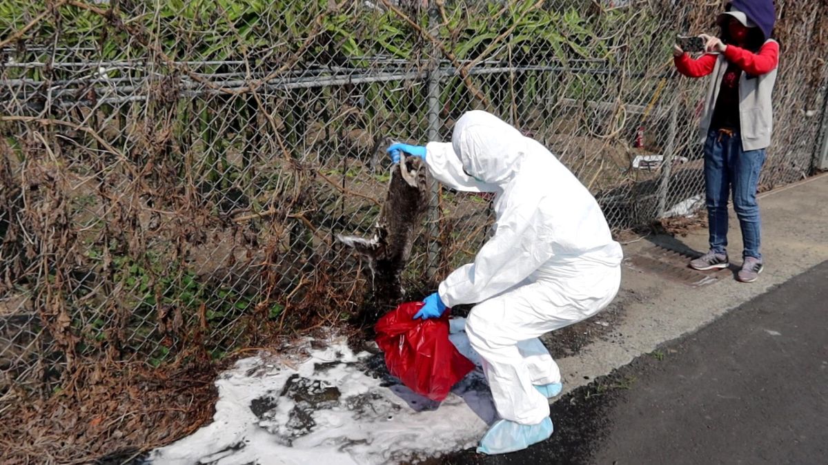 ▲一隻白鼻心路邊，身上無明顯外傷，懷疑是遭毒死，彰化動物防疫所派員消毒採樣，檢體送屏東科技大學檢驗。（圖／記者陳雅芳攝，2020.03.09）