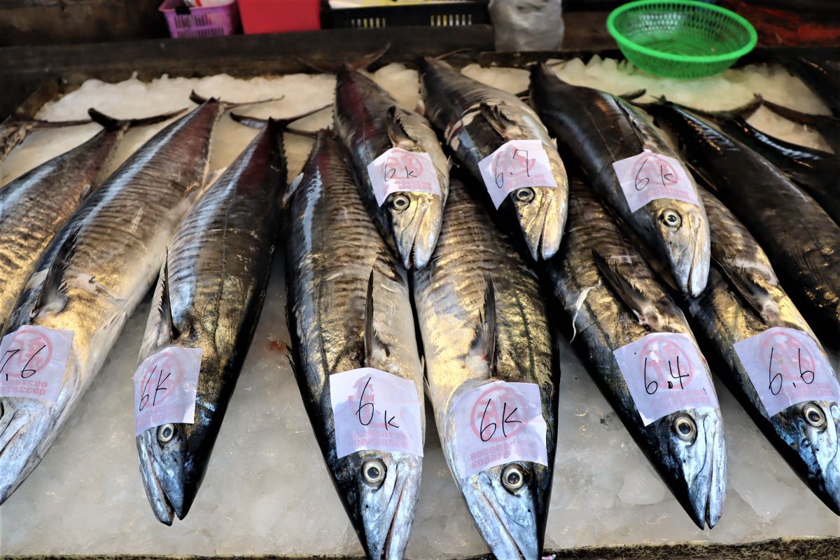 ▲真正的「土魠魚」是「鰆魚」，台灣主要野生產地在澎湖。（示意圖／記者張塵攝）