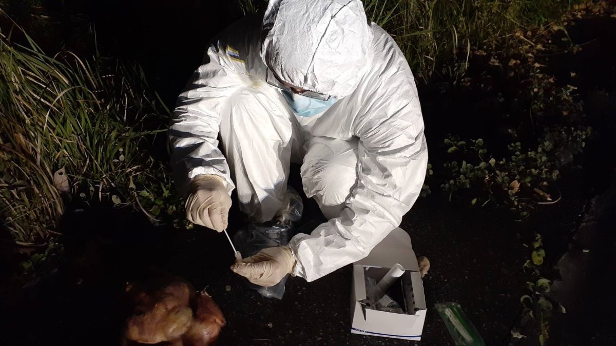 ▲八里區公所於2月通報新北市動保處，發現在市區草叢中有被人丟棄數十隻雞屍體，動保處隨即展開調查。（圖／新北市動保處提供）