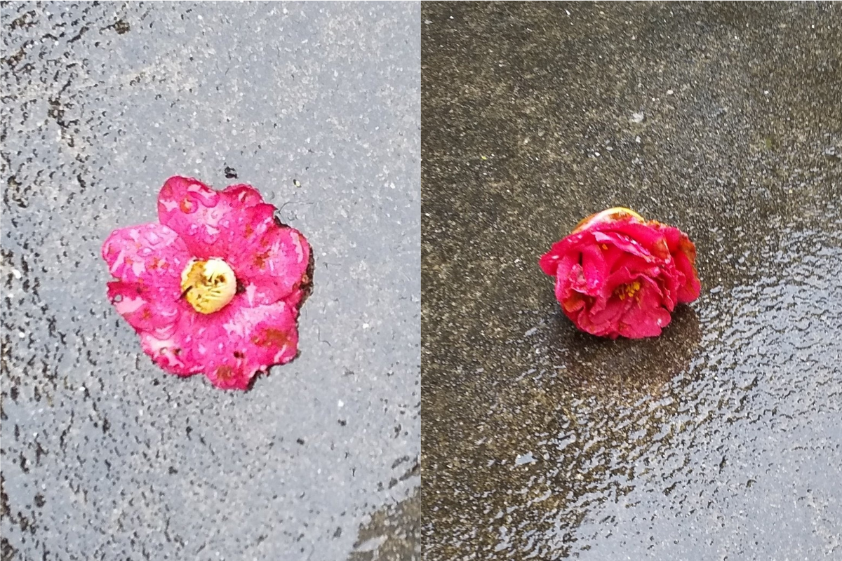 ▲日本一名女孩常在家門前看見幾朵山茶花。（合成圖／翻攝 @maho_24 推特）