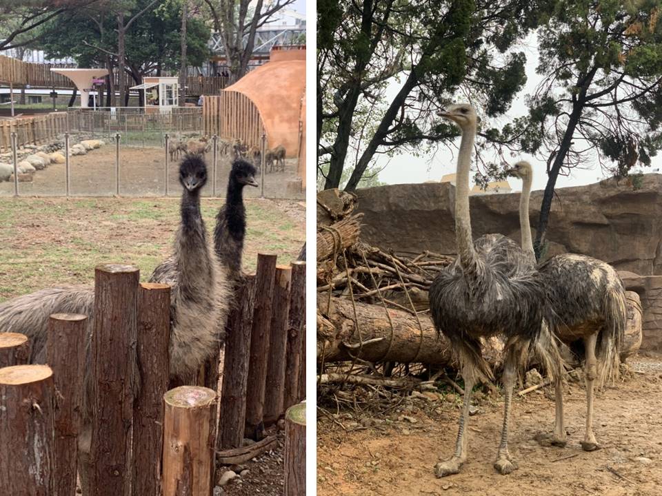 ▲許多民眾對鴕鳥(右)、鴯鶓(左)傻傻分不清楚。(圖/記者金祐妤攝，2020.3.13)