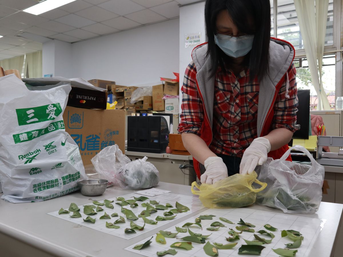 ▲鼓勵民眾防治荔枝椿象，員林市公所加碼全聯禮券收購荔枝椿象卵片，採到一片椿象卵片，收購價5元。（圖／記者陳雅芳攝，2020.03.13）