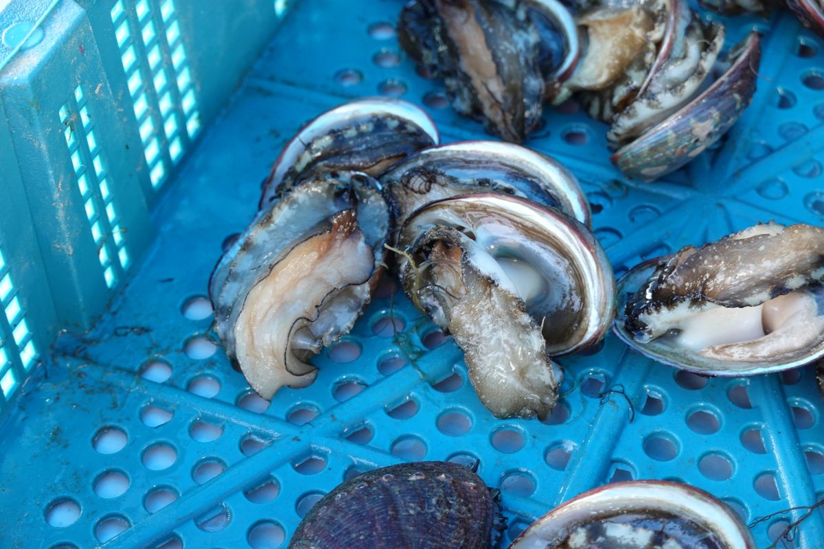 ▲貢寮鮑銷售受武漢肺炎波及，新北市政府為因應此情勢並協助養殖業者度過難關，已採取加工及冷凍倉儲補助措施。（圖／新北市農業局提供）