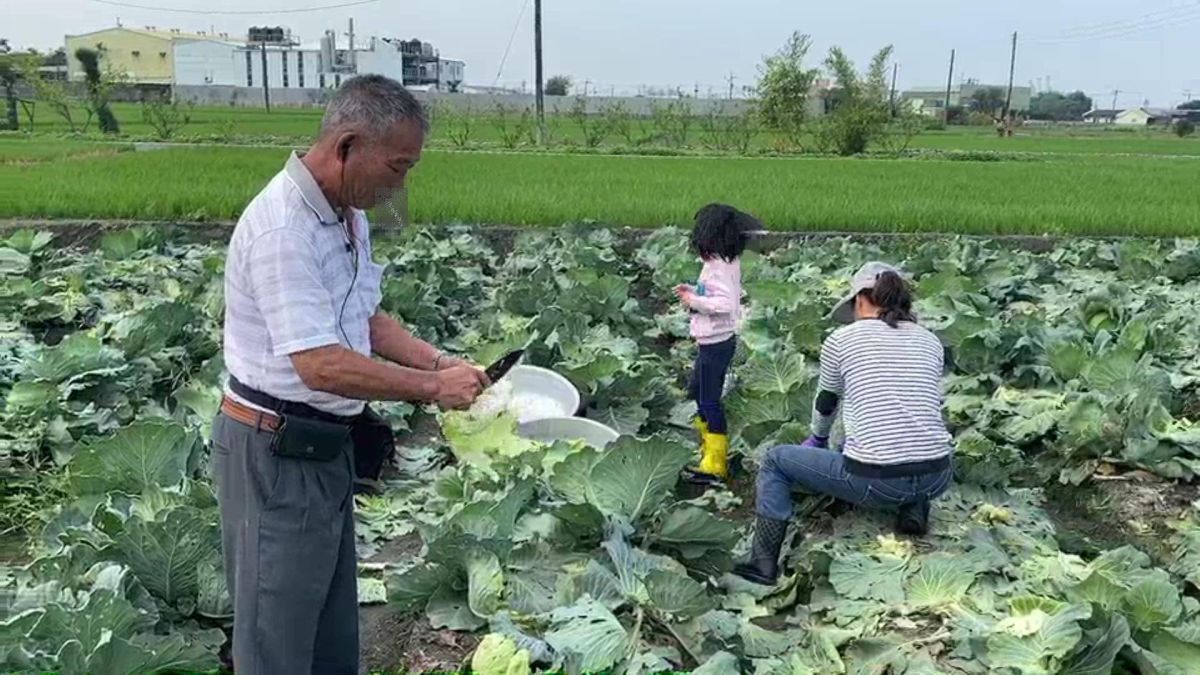 ▲台北果菜批發市場7月上半月整體蔬菜交易均價比去年同期貴近4成，葉菜類貴5成2。農糧署今天表示，6月初、中旬下大雨讓收成減少、延後復耕所致，復耕菜開始上市，會回穩。（圖／記者陳雅芳攝，2020.03.15）