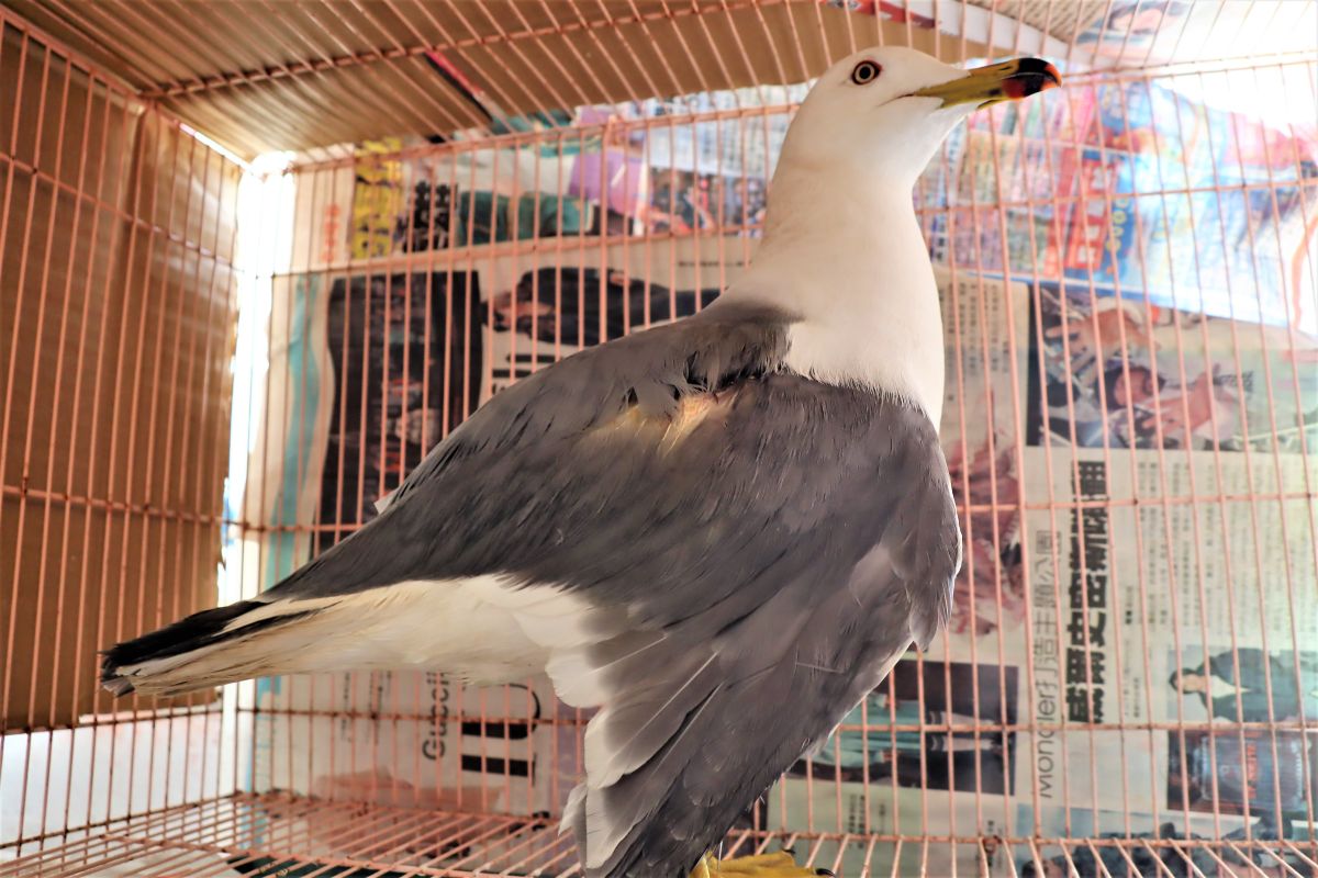 ▲不懼世界各地大流行的武漢肺炎疫情，許多冬候鳥飛抵澎湖離島覓食過境，澎湖家畜疾病防治所接收一隻受傷的黑尾鷗，牠因右側翅膀傷的很嚴重，經所長郭仁政緊急開刀治療，目前恢復狀況良好。（圖／記者張塵攝，2020.03.16）