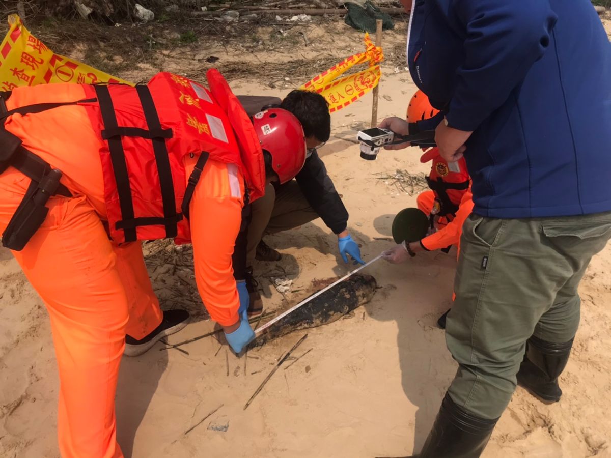 ▲金馬澎分署第九岸巡隊第一機動巡邏站於今日上午於金門縣金沙鎮海山美岸際發現1隻死亡海豚擱淺。（圖／金門岸巡提供）