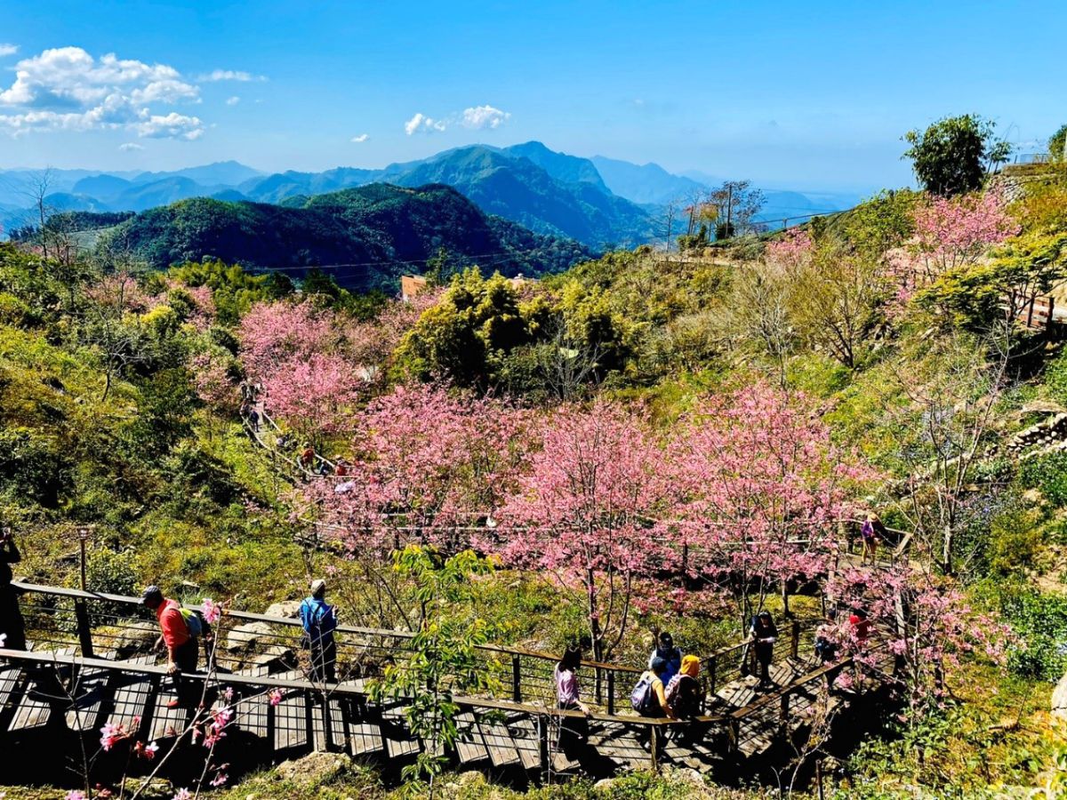 ▲林管處表示，園區即將進入賞櫻爆發期，花況絕佳，今年也推出限量花季入園紀念票，歡迎民眾不妨上山賞花。（圖／阿里山國家風景管理處提供）