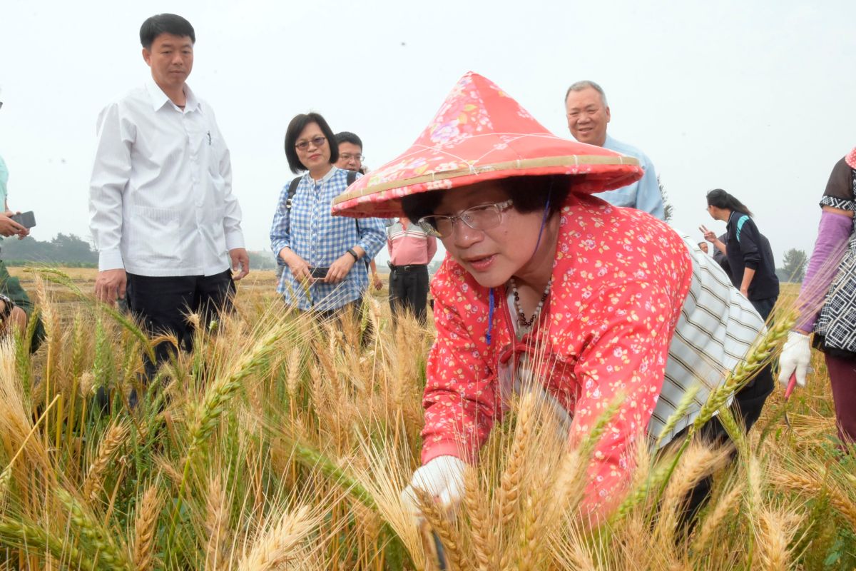 ▲彰化縣政府以契作方式鼓勵農民轉作小麥，縣長王惠美化身農婦推薦大城小麥。（圖／記者陳雅芳攝，2020.03.19）