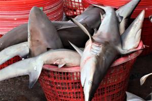  國際組織控台買賣瀕危鯊魚　漁業署：正常商業行為
