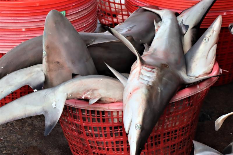 ▲英國保育團體「鯊魚守護者」日前稱台灣販售保育類鯊魚，導致鯊魚類海洋漁業資源瀕危。（示意圖，與新聞無涉／記者張塵攝，資料照片）