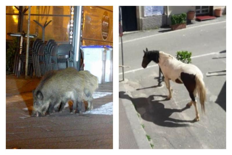 全民隔離中！義大利街頭出現「訪客」：野豬與馬和一群羊
