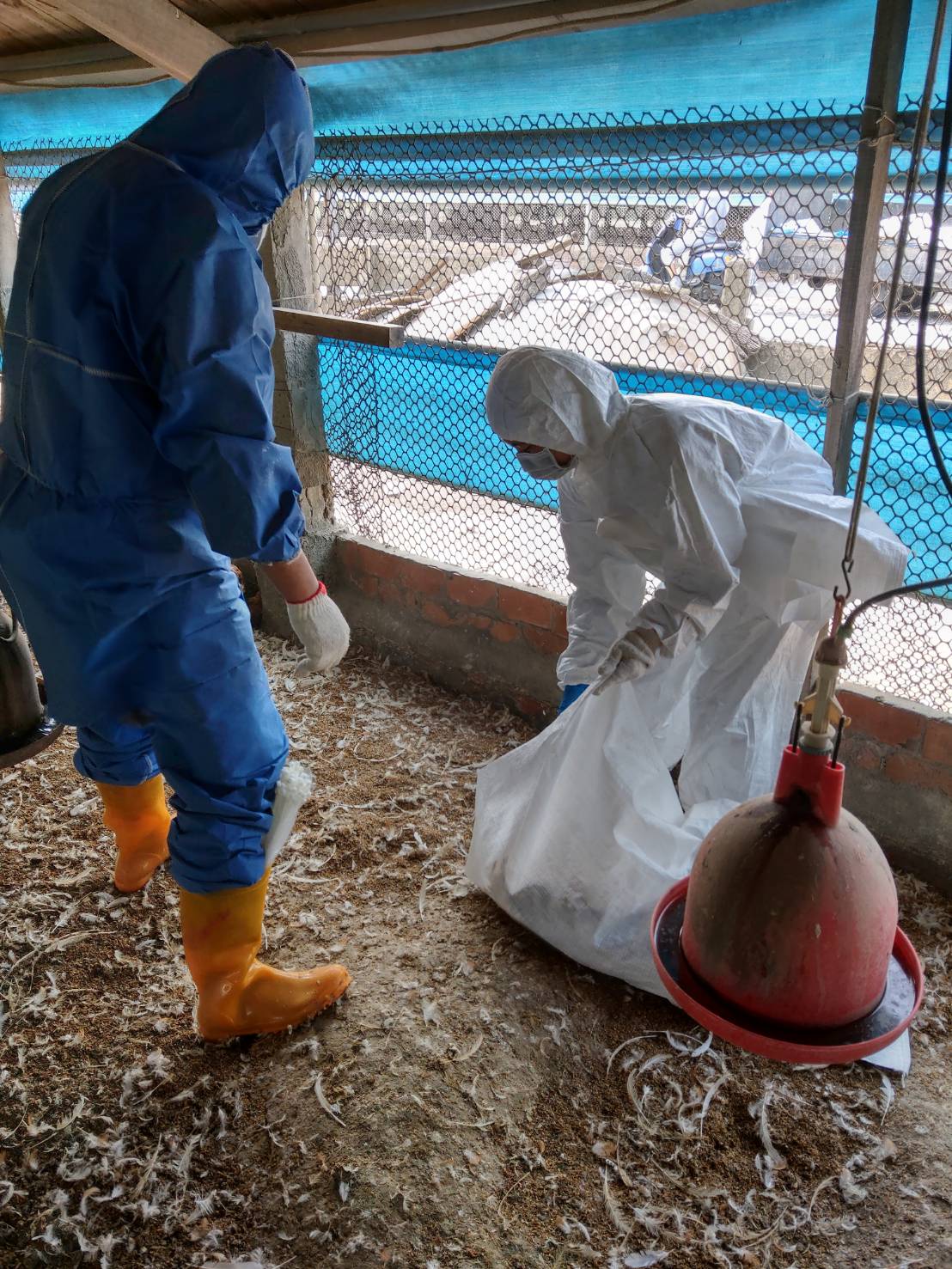 ▲彰化縣大城鄉1蛋中雞場確診高病原性禽流感，彰化縣動物防疫所完成撲殺清場消毒工作，撲殺2萬1680隻土雞。（圖／記者陳雅芳翻攝，2020.03.21）