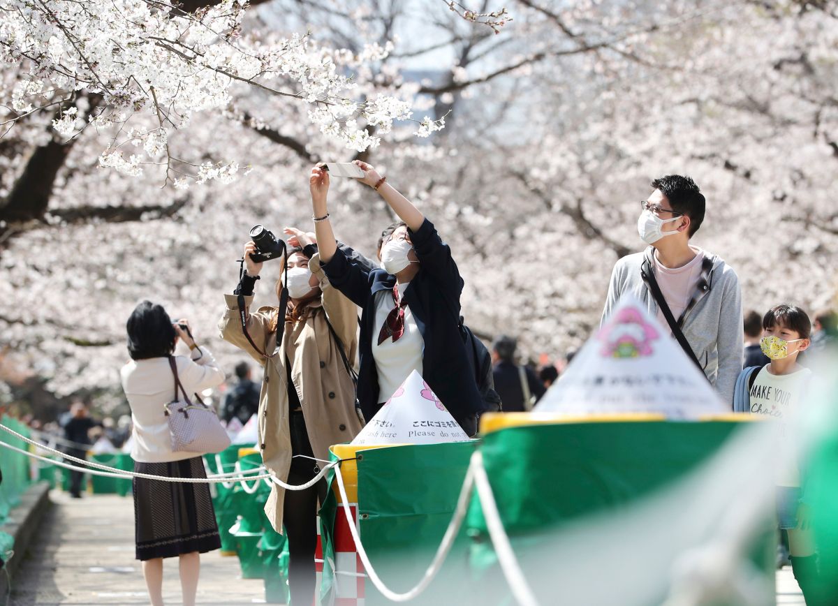 ▲日本東京櫻花盛開。（圖／美聯社／達志影像）