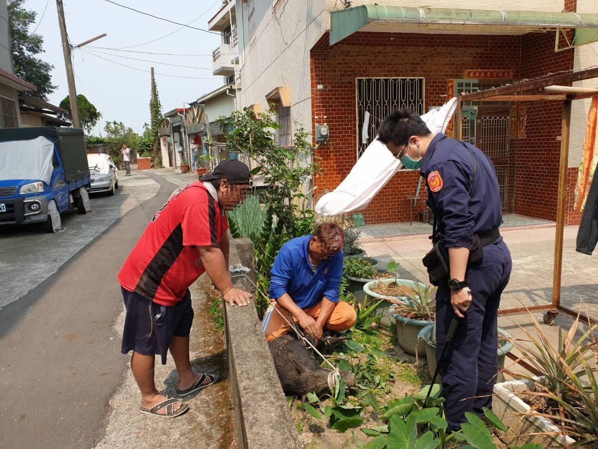 ▲義仁派出所警員葉峻良與飼主合力壓制山豬。（圖／義仁派出所提供）
