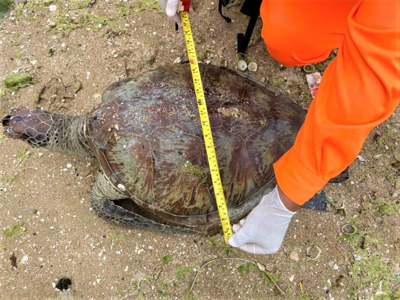 生態驟變　澎海域3天4起綠蠵龜、鯨豚死亡事件

