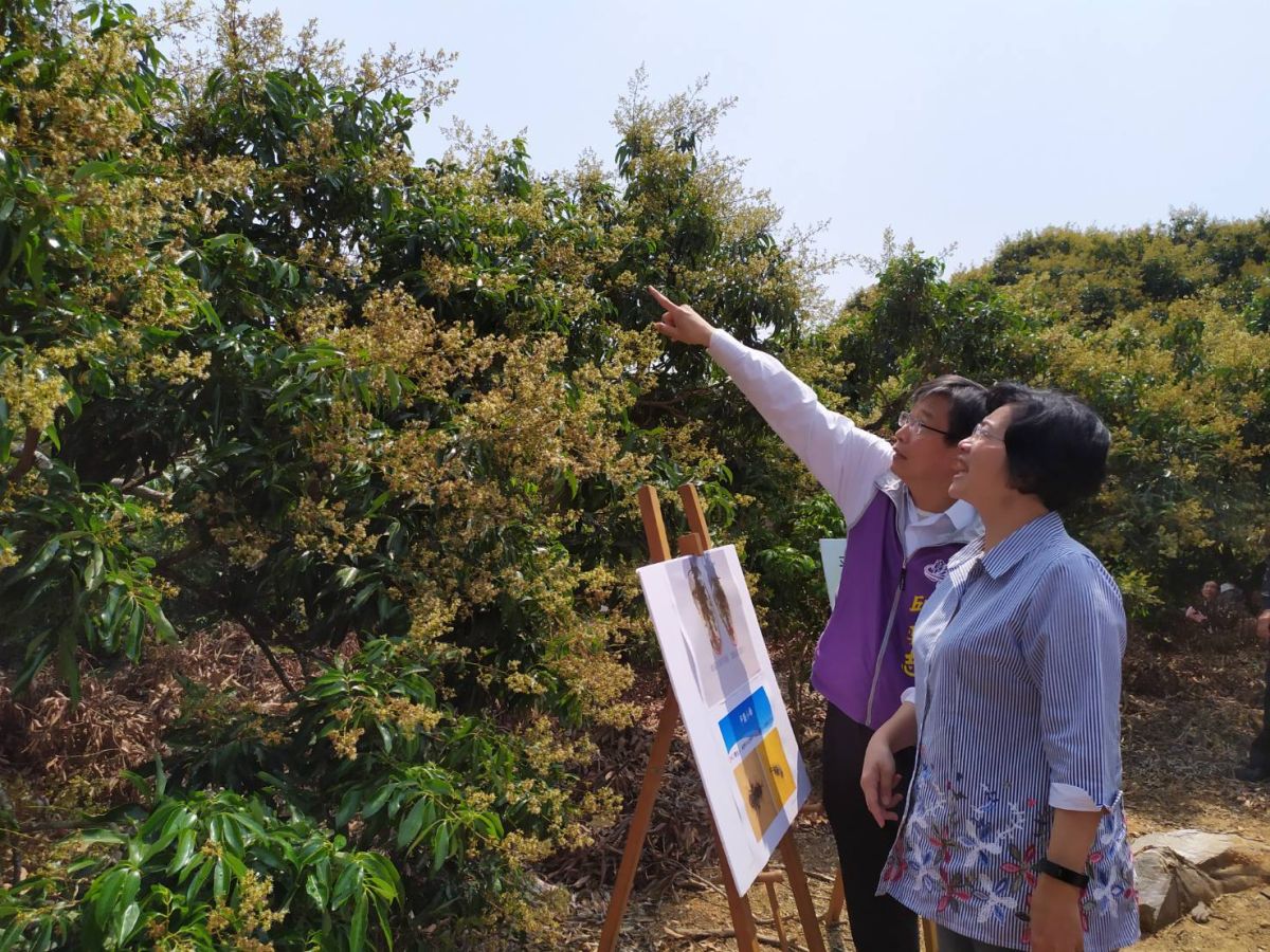 彰縣防治荔枝椿象