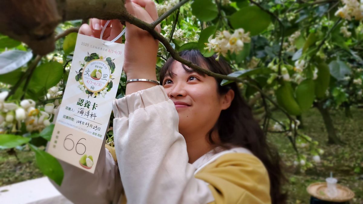 ▲前往瑪陵體驗柚花香並認養柚子樹，可以提前預約屬於自己的中秋柚（圖／基隆市政府提供）