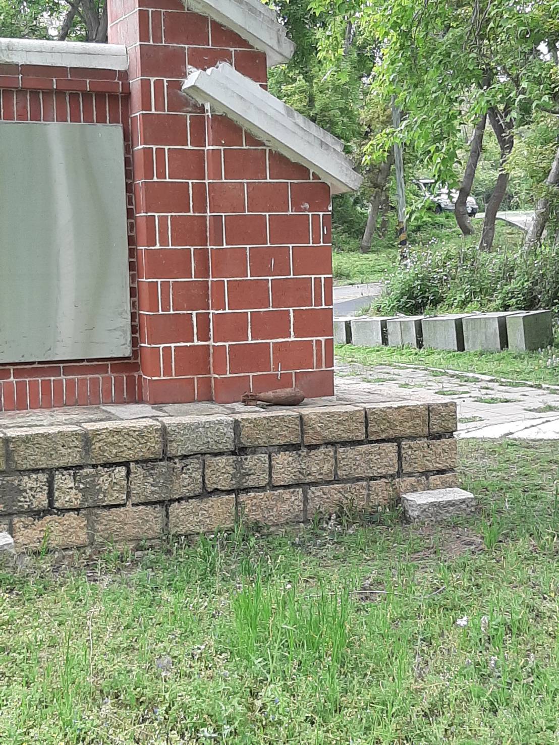 ▲金門蔡姓工人除草時，意外在草叢中發現一顆未爆彈。（圖／民眾提供）