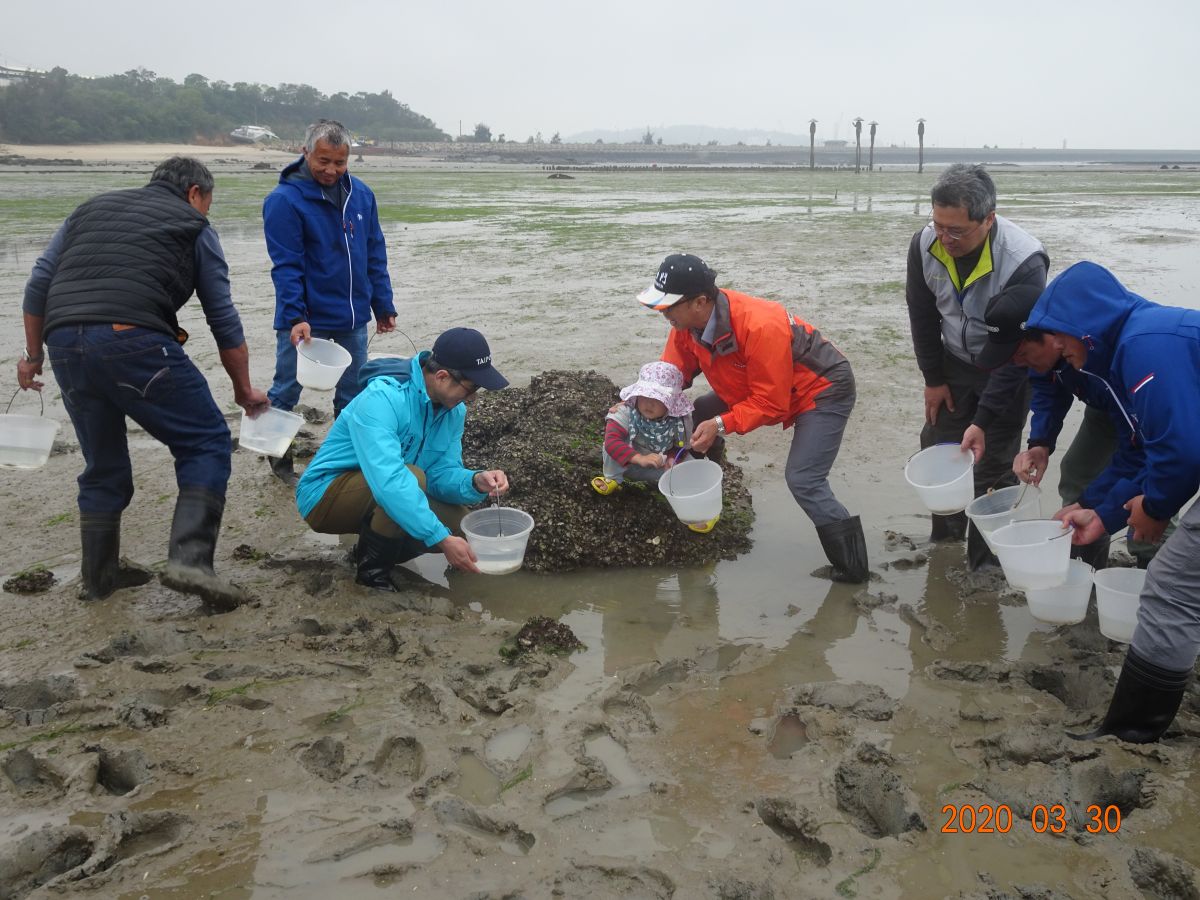 ▲疫情蔓延但保育不間斷，金門水試所今早放流4萬尾鱟苗。（圖／金門縣水試所提供）