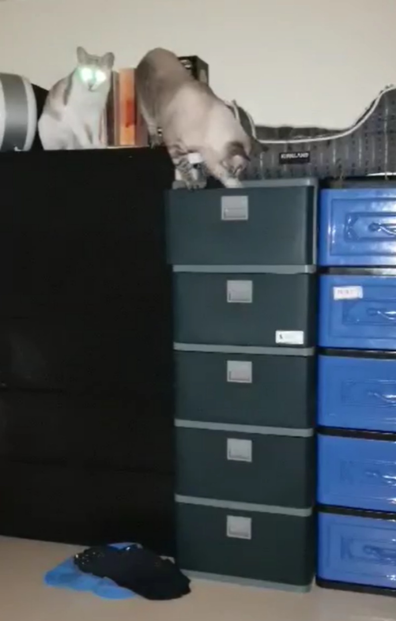 半夜聞怪聲!男子驚醒見「鴛鴦大盜」一把風一下手 把內褲全翻出