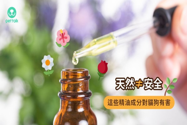 天然不等於安全！原來這些精油對貓狗健康有危害｜PetTalk愛寵健康談