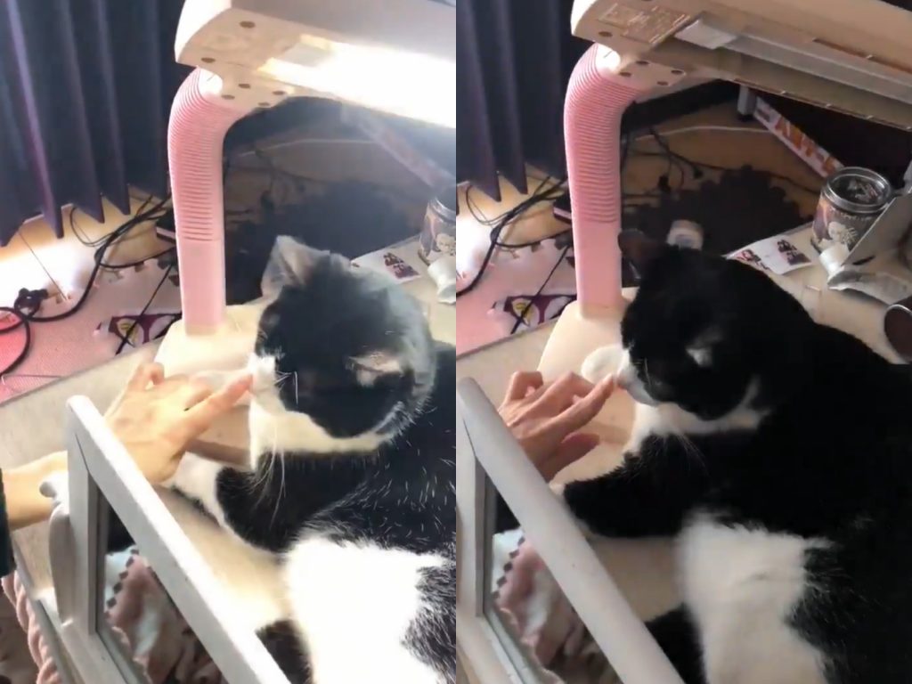 （叮咚！）檯燈瞬間就亮惹～（圖／Twitter@betelgeuse331） 