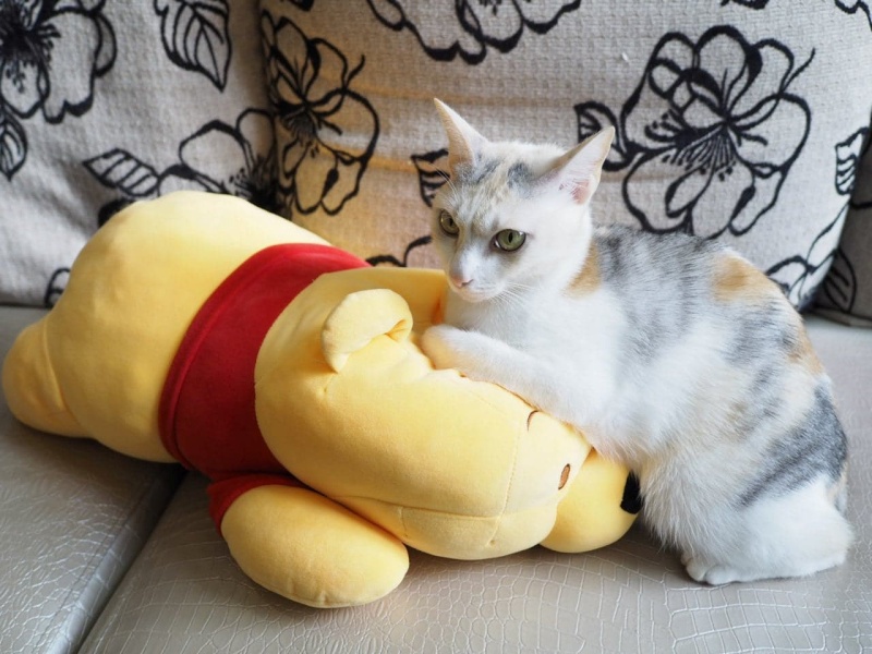 半夜聞怪聲!男子驚醒見「鴛鴦大盜」一把風一下手 把內褲全翻出