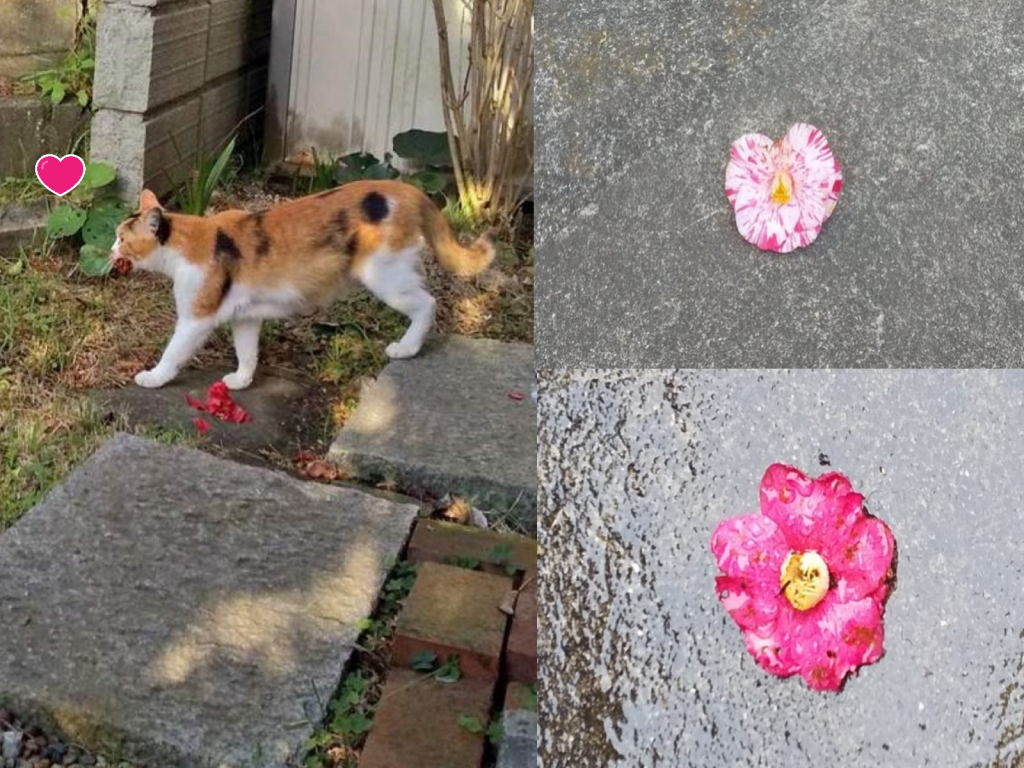 日本推主收到陌生山茶花，既然是來自一隻浪貓的送禮（圖／twitter@maho_24）