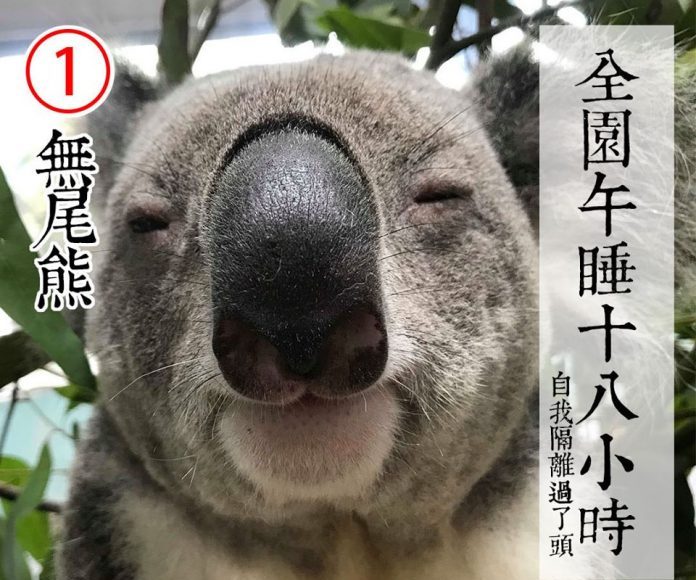 ▲熱門候選人包括一號的可愛無尾熊 | No. 1 candidate is a cute and cuddly koala (FB/Taipei Zoo)
