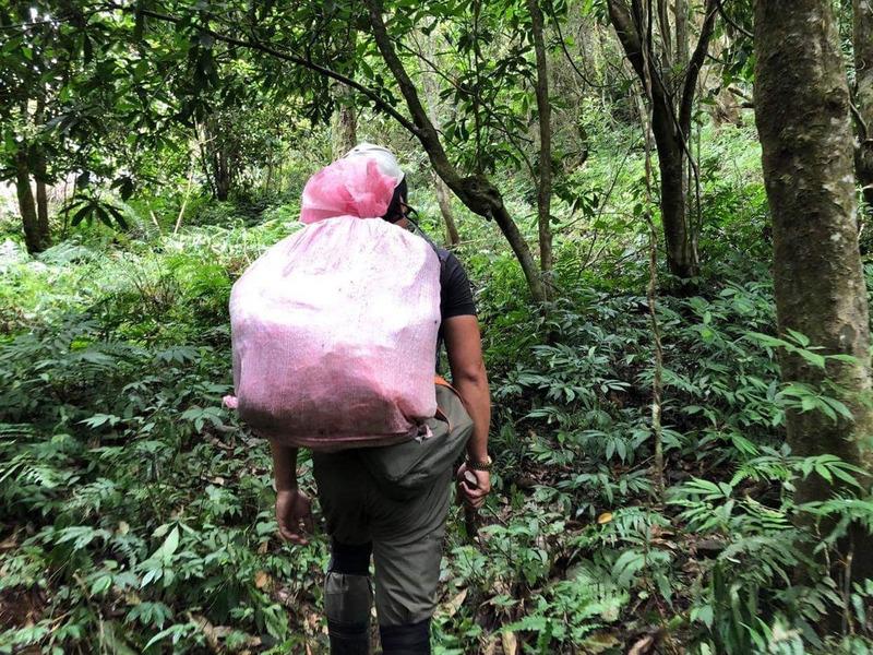 ▲林務局森林護管員和「深山特遣隊」人員不僅要上山埋伏抓山老鼠，還要清除山老鼠在山上留下的老鼠屎「垃圾」，最常見的是煮食用的礦泉水空瓶，休息時喝的保力達、米酒瓶以及丟棄的食物等。（特遣隊提供）中央社記者盧太城台東傳真109年3月14日