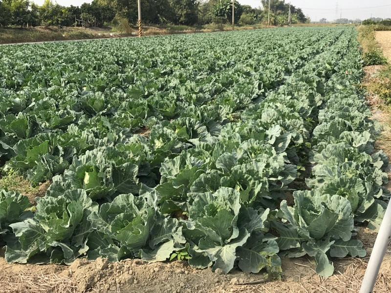 ▲農業部「青年農民農業經營準備金」方案，新進青農「經營準備金」最高可申請72萬元。圖為高麗菜。（圖／台南市政府）