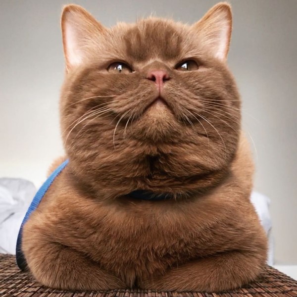 可可色胖貓擁有超圓潤腮幫子　根本就是真實版「熊大」！