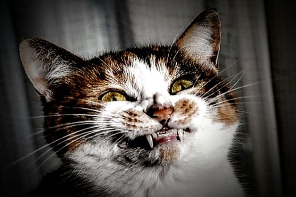 貓星人尷尬又不失禮貌的「微笑」　網驚：有點毛毛的！