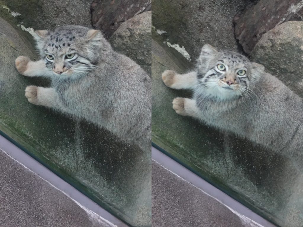 嗯？有人類在看偶耶～偶是不是很口愛？（圖／Twitter @Jasmine_nifrel） 