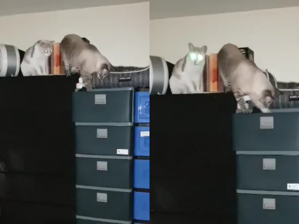 兩隻貓咪一把風一下手，很懂得分工合作喔！（圖／網友李凌遠提供） 