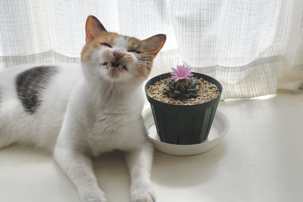 貓星人尷尬又不失禮貌的「微笑」　網驚：有點毛毛的！