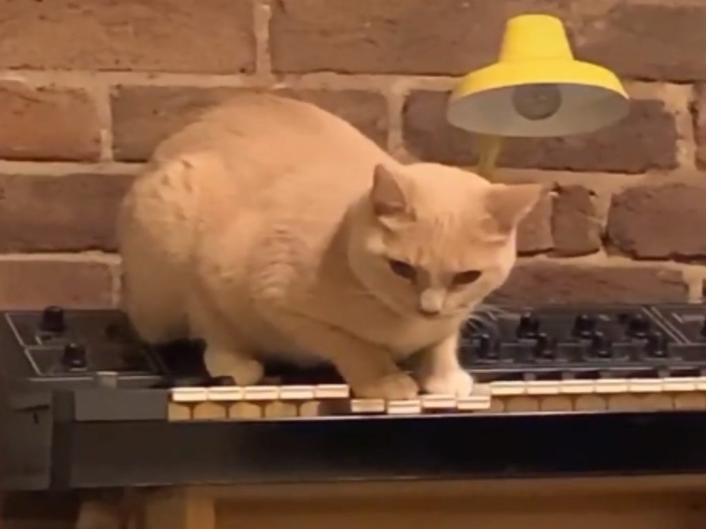 貓咪意外創作出一段詭異的音樂（圖／Tik Tok@@peepeeboye）